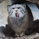Illustration for article titled Notes from a Pallas Cat...
